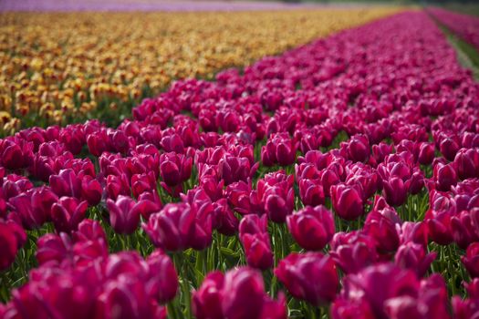 Flowers are blooming on the field, tulips 
