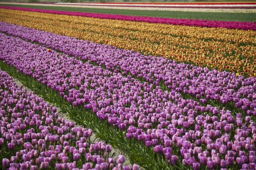 Flowers are blooming on the field, tulips 