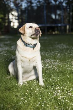 Dog, Labrador Retriever 