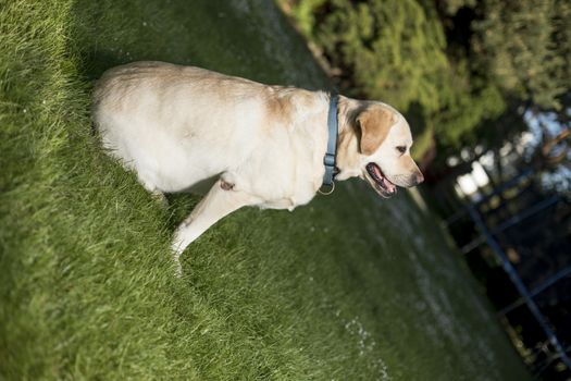 Labrador Retriever dog 