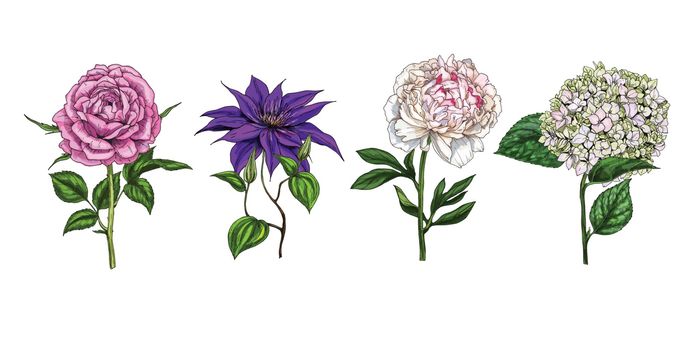 Set of colorful blooming flowers and leaves isolated on white background. Rose, peony, clementis, phlox and eustoma. Botanical vector. Floral elemets for your design