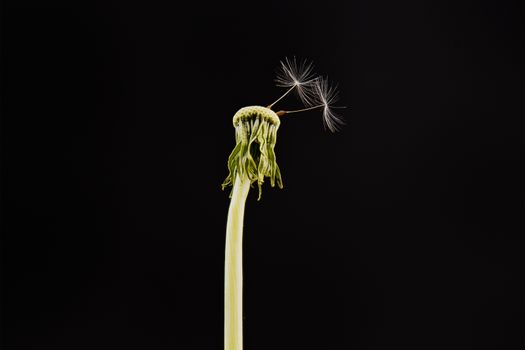 Close-up of dandelion on the black background