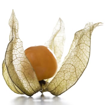 Physalis, fruit with papery husk