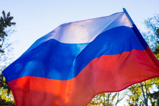Russian flag flying in the wind on the forest background