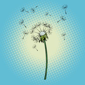 dandelion flower fluff the wind