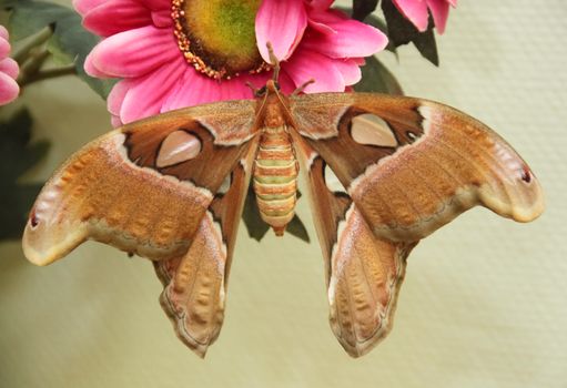 Tropical colourful Attacus Atlas butterfly on the flower