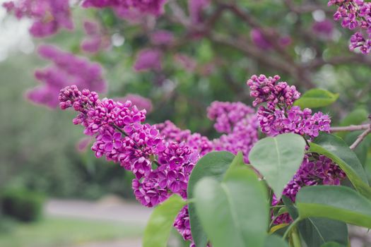 A branch of blossoming lilac, Soviet sort