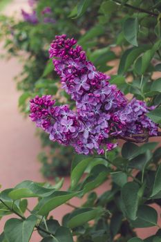 A branch of blossoming lilac, Soviet sort