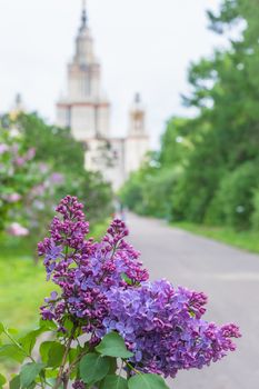A branch of blossoming lilac, Soviet sort, Moscow State University background
