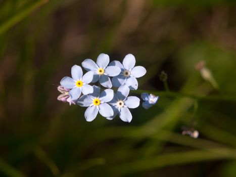 close up of bunch of wood blue forget me not flowers