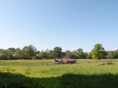 fallen tree in field spring day blue sky green grass trees; essex; england; uk