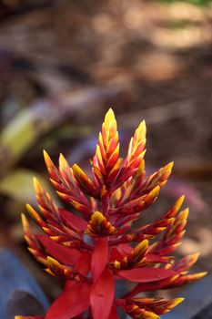 Bromeliad Aechmea ‘Frappuccino’ hybrid flower