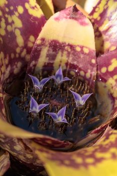 Bromeliad Neoregelia ‘Lava’ flowers bloom