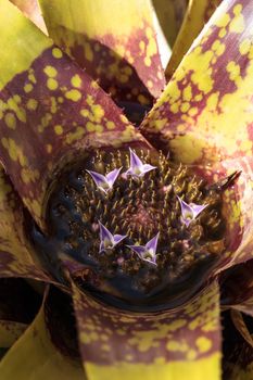 Bromeliad Neoregelia ‘Lava’ flowers bloom