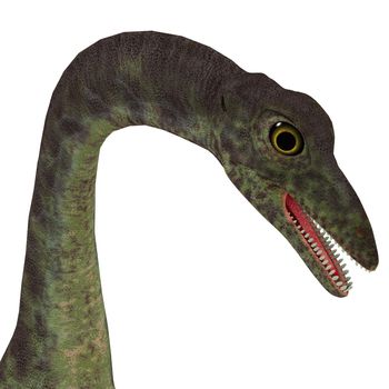 Anchisaurus Dinosaur Head