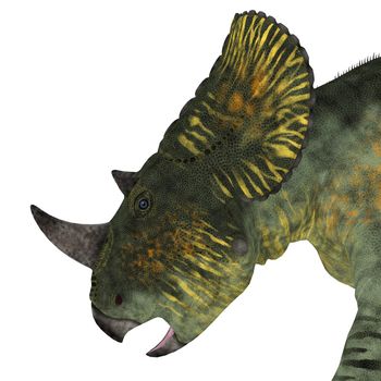 Brachyceratops Dinosaur Head