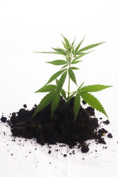 Cannabis plant in soil on white background