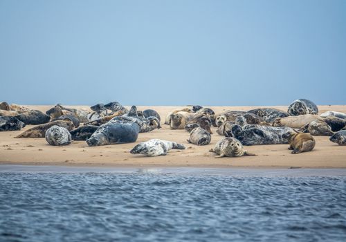 Colony Of Harbor Seals