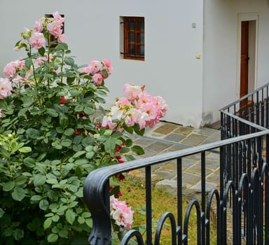 Iron banister and a rose bush. Pink roses and hammerd banisters