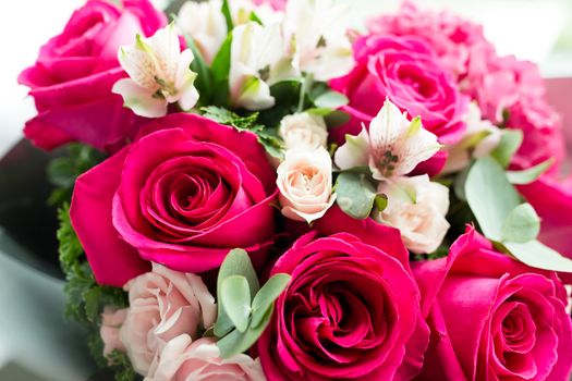 Beautiful pink roses flower