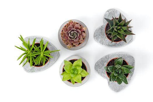 Variety of succulents in concrete planters, isolated on white background. Contemporary decor.