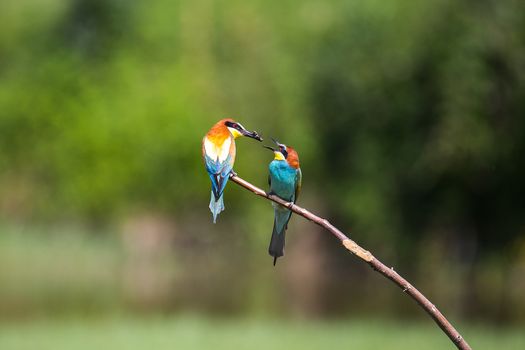 European Bee-eater courtship (Merops apiaster) - male with insect for female