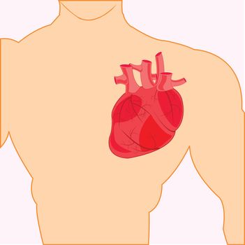 Internal organ heart in bosom of the person