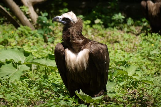 The militant and dangerous vulture views the space around the green in the zoo
