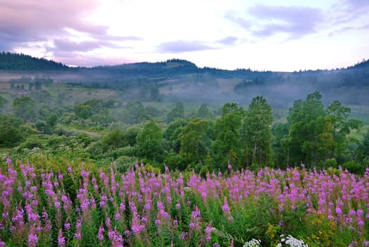 pink wildflowers against the background of tall green trees, mist-covered hills and a cloudy sky. place of rest, tourism, picnic