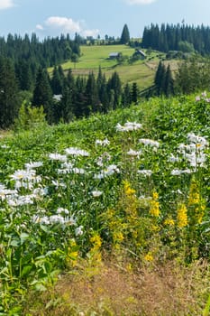 large daisies on the top of a hill with fir in the valley against the background of blue sky