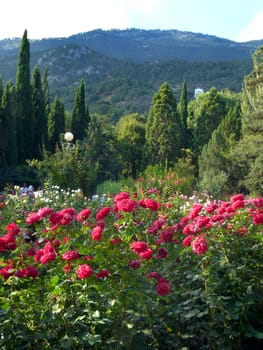 shrubs of red and pink roses in a botanical garden with conifero