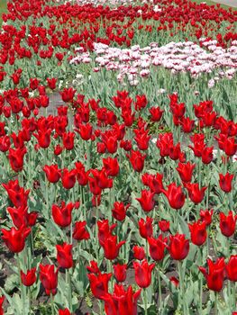 boundless field of red and white tulips