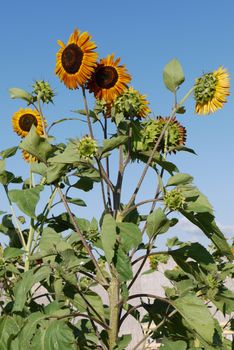 Tall good sunflowers on the background of a clean blue sky