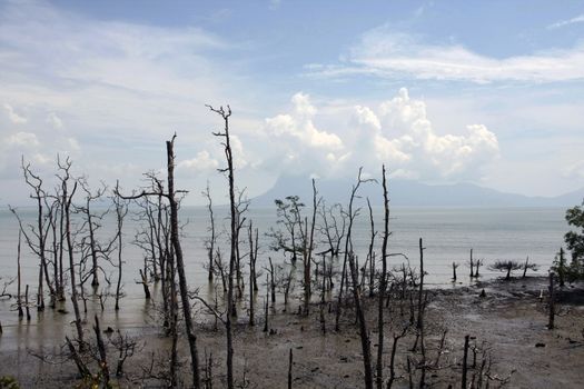 dead mangroves in sarawak