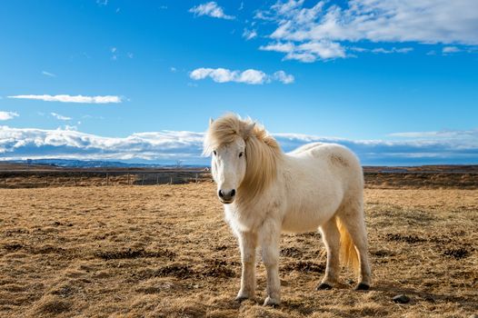 Icelandic Horse. white horse.