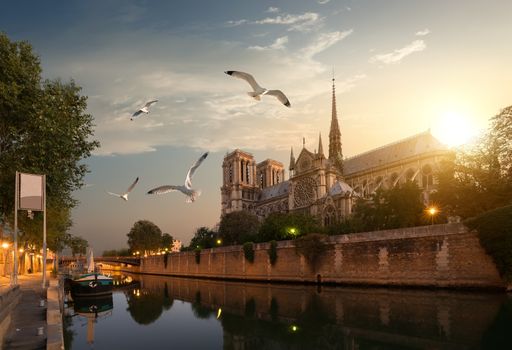 Seagulls over Notre Dame