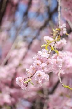 beautiful pink sakura, cherry blossom