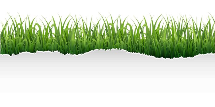 Color Torn With Grass Frame With Gradient Mesh, Vector Illustration
