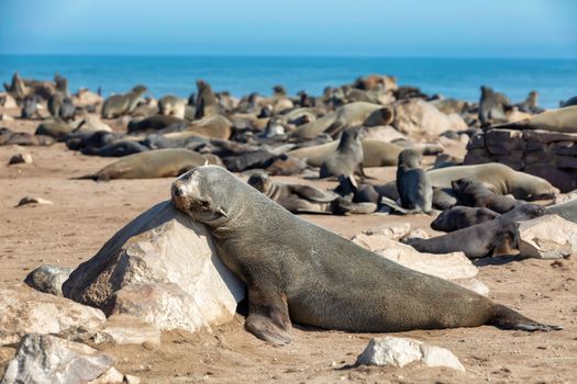 brown seal in Cape Cross, Namibia