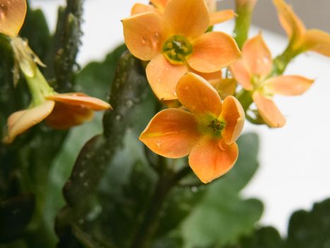 Close-up leaves and orange flowers, Kalanchoe blossfeldiana, with water drops.