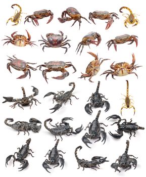 scorpion crab isolated on white background