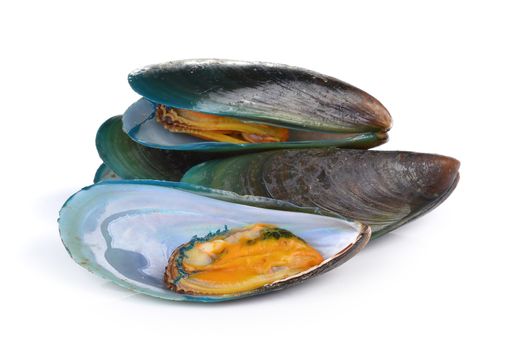 mussel on white background
