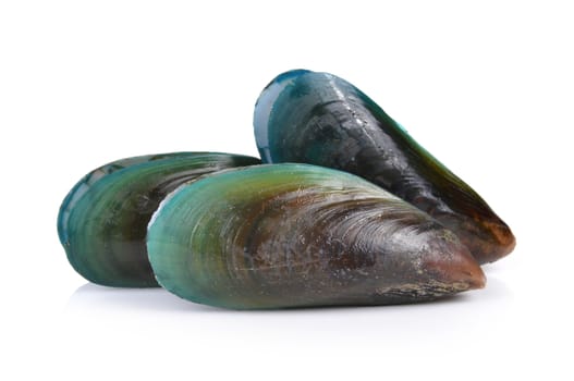 mussel on white background