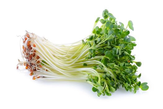 kaiware sprout, japanese vegetable or watercress on white backgr