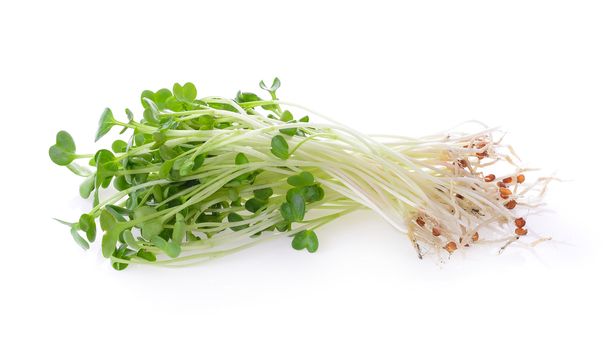 alfalfa sprouts or kai wah-rei on white background