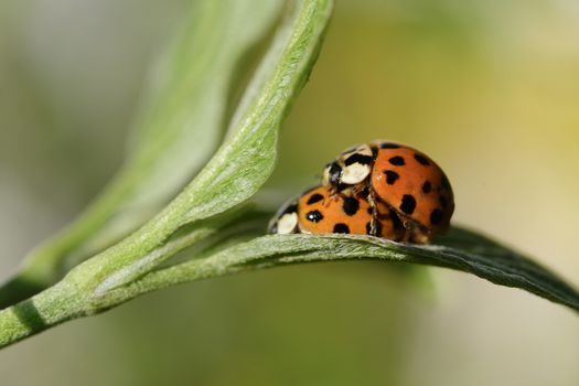 Ladybug in the spring