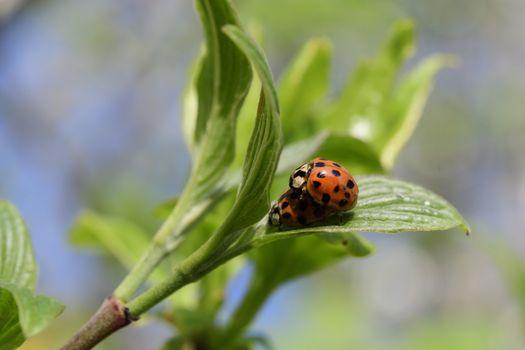 Ladybug in the spring