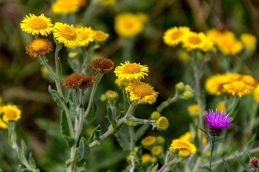Common Fleabane (Pulicaria dysenterica) and Thistles flowering n
