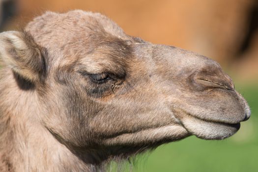 Portrait of a Camel.