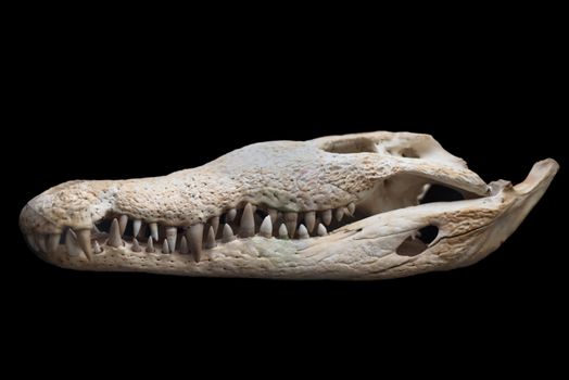 Crocodile skull on black isolated background